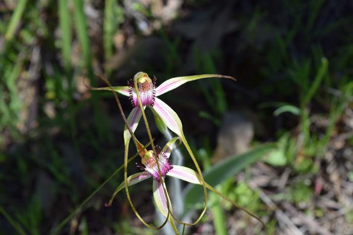 Caladenia - Orchid-Badgingarra-Vern-Westbrook-walk-Sep-2018p0017.JPG